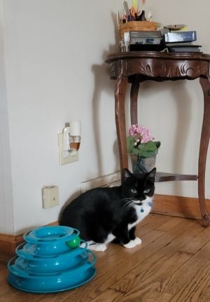 Mama, Adult Female Domestic Short Hair