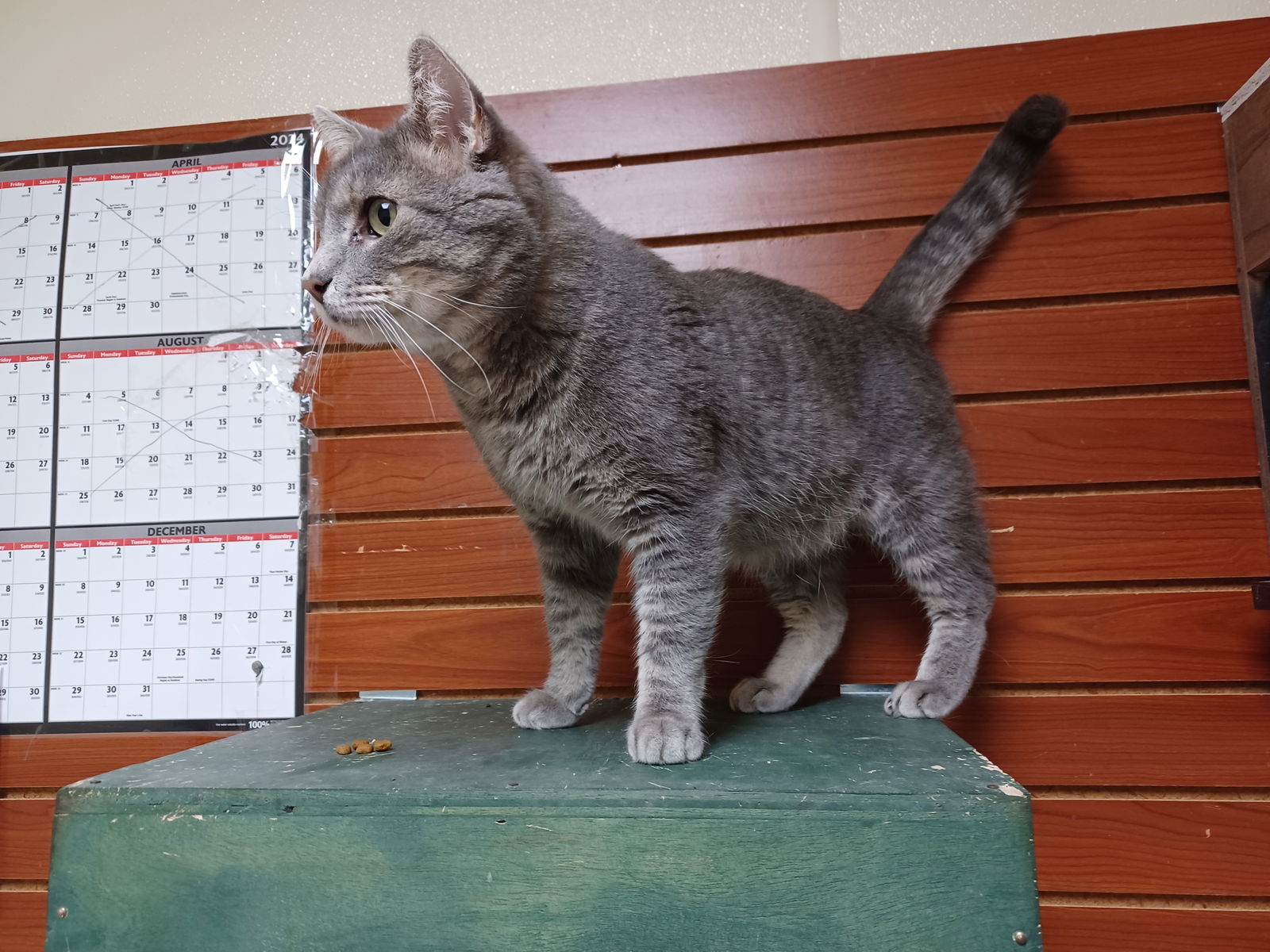 Otto