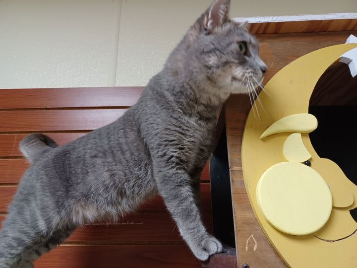 Otto 2