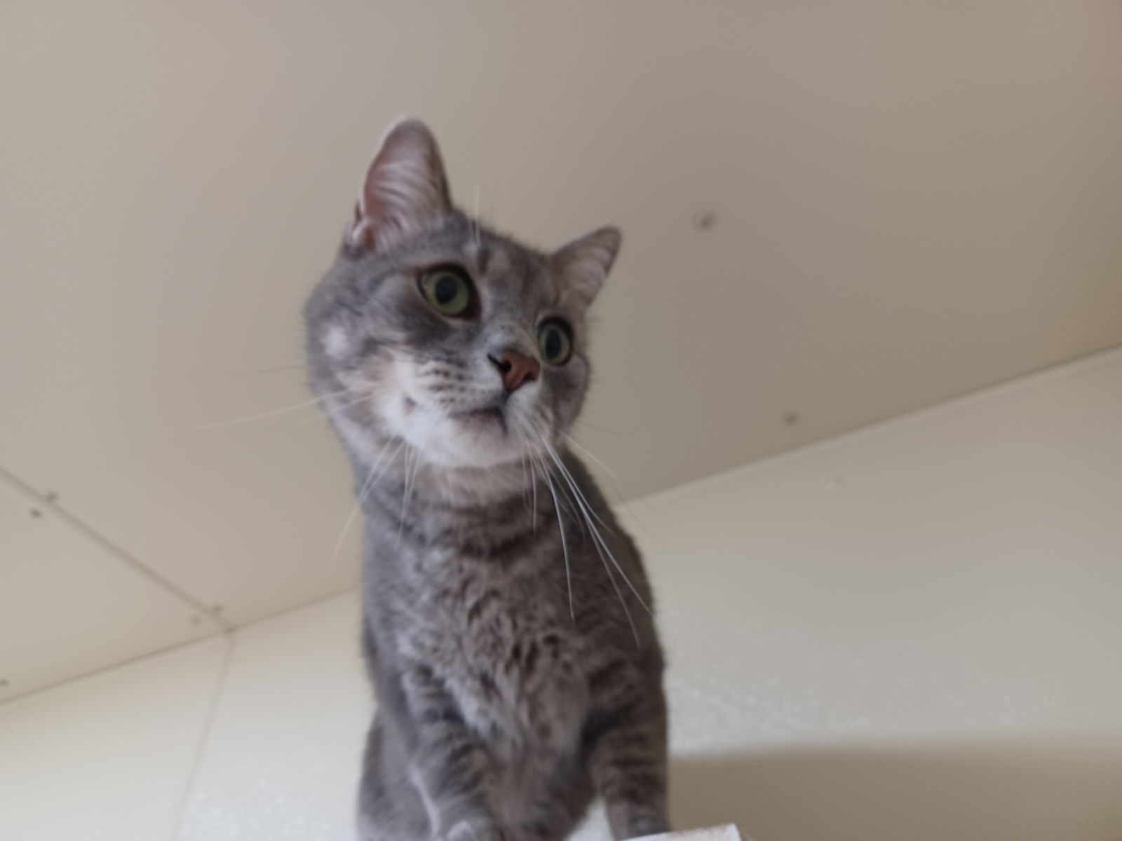 Otto