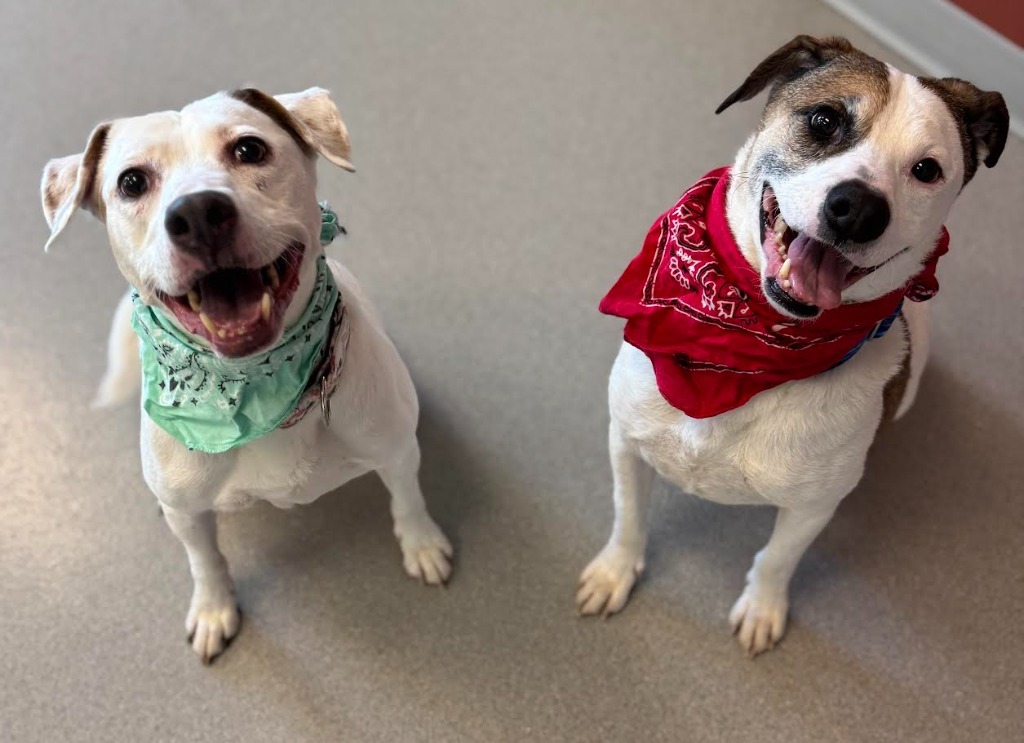 Abbie, an adoptable Pit Bull Terrier in Superior, WI, 54880 | Photo Image 2