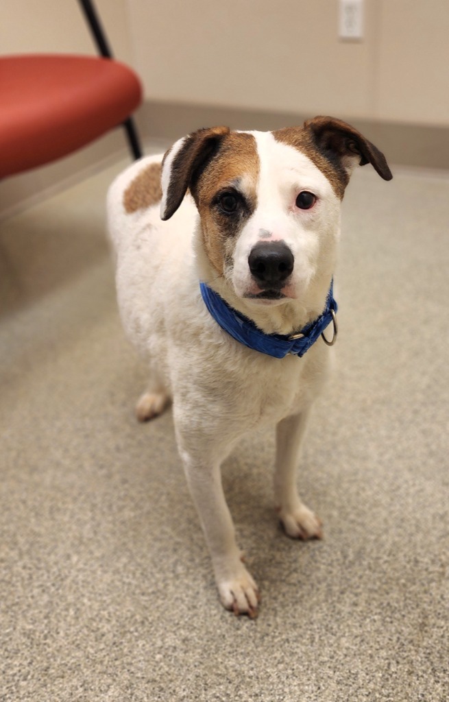 Beau, an adoptable Jack Russell Terrier in Superior, WI, 54880 | Photo Image 1