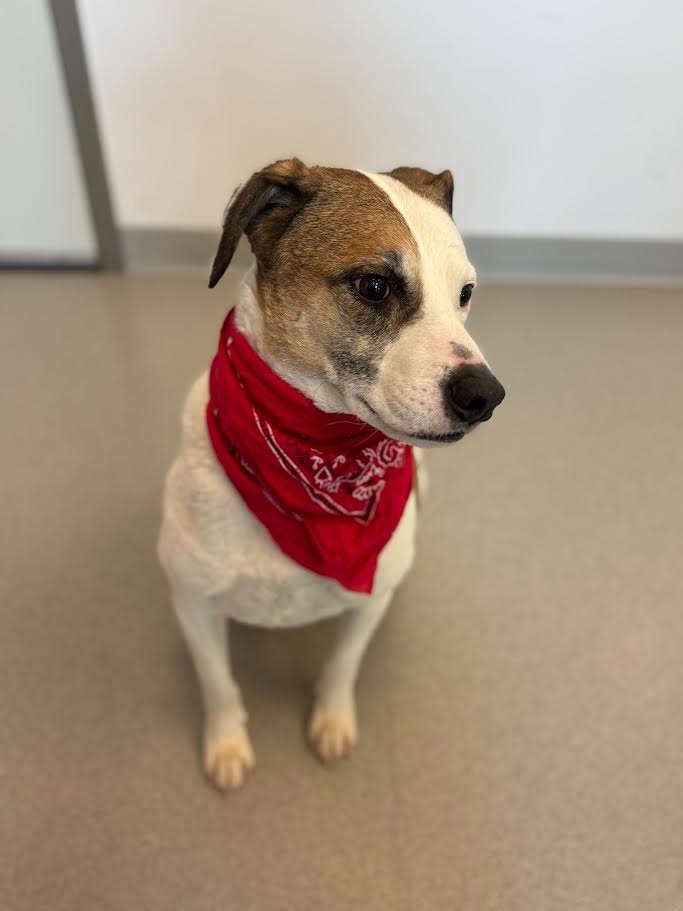 Beau, an adoptable Jack Russell Terrier in Superior, WI, 54880 | Photo Image 2