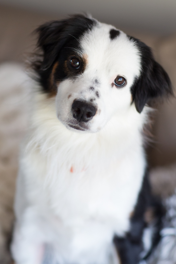 Dog for adoption 0702 Peggy an Australian Shepherd in Plymouth MI Petfinder