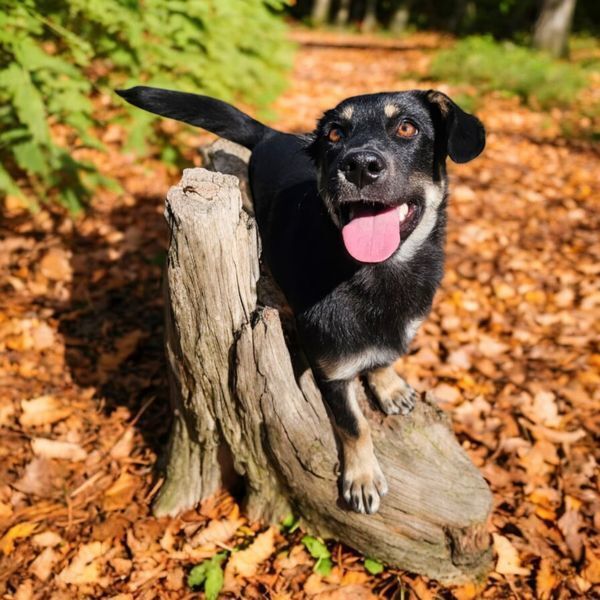 Vinnie, an adoptable Shepherd in Hastings, MN, 55033 | Photo Image 1