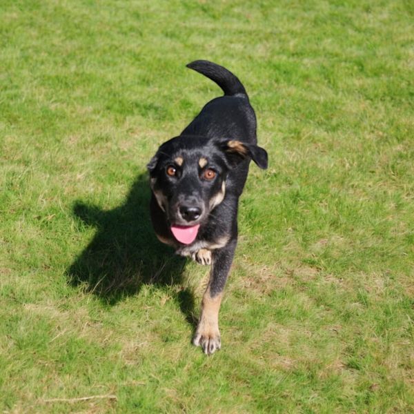 Vinnie, an adoptable Shepherd in Hastings, MN, 55033 | Photo Image 2