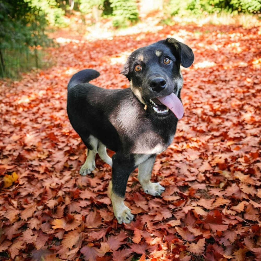 Vinnie, an adoptable Shepherd in Hastings, MN, 55033 | Photo Image 3