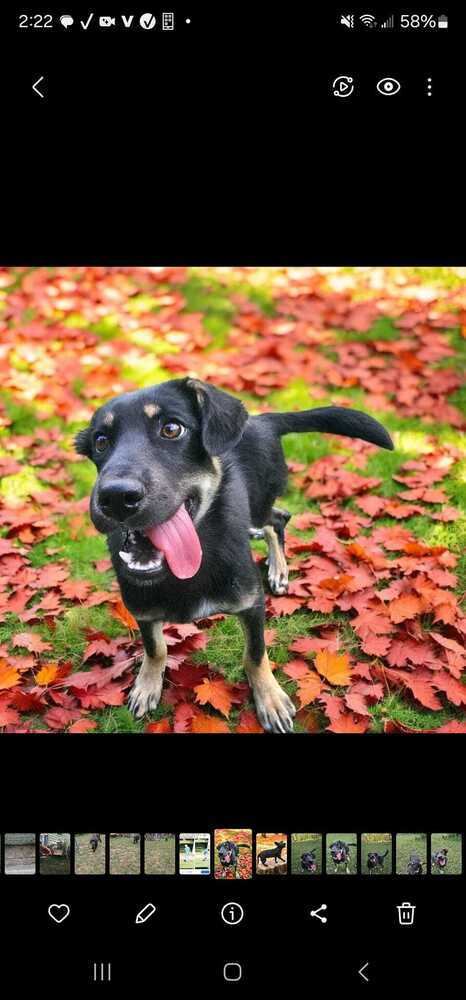 Vinnie, an adoptable Shepherd in Hastings, MN, 55033 | Photo Image 4