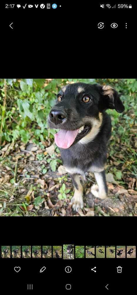 Vinnie, an adoptable Shepherd in Hastings, MN, 55033 | Photo Image 5
