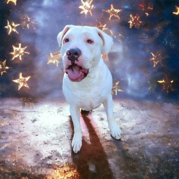 Angus, an adoptable Dogo Argentino in Hastings, MN, 55033 | Photo Image 1