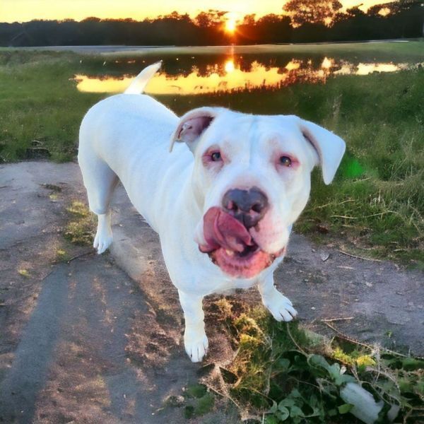 Angus, an adoptable Dogo Argentino in Hastings, MN, 55033 | Photo Image 2