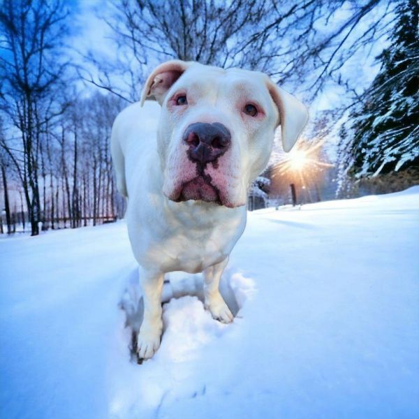 Angus, an adoptable Dogo Argentino in Hastings, MN, 55033 | Photo Image 4