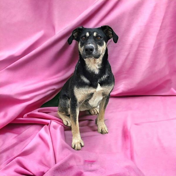 Azalea, an adoptable Shepherd in Hastings, MN, 55033 | Photo Image 2