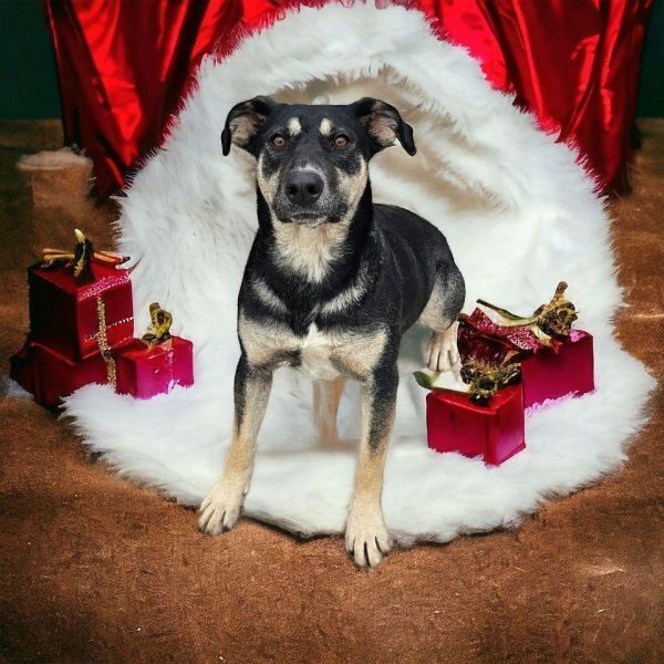 Azalea, an adoptable Shepherd in Hastings, MN, 55033 | Photo Image 3