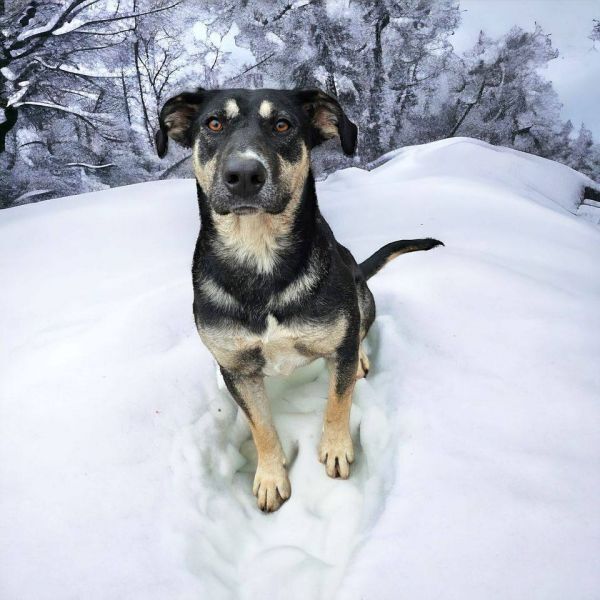 Azalea, an adoptable Shepherd in Hastings, MN, 55033 | Photo Image 4
