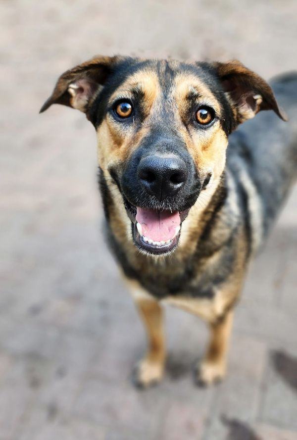 Belle, an adoptable Shepherd in Hastings, MN, 55033 | Photo Image 1