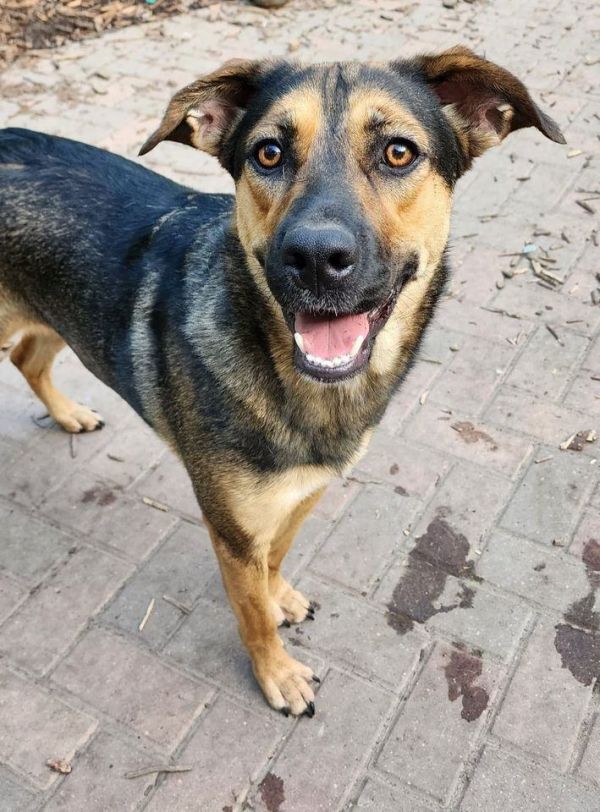 Belle, an adoptable Shepherd in Hastings, MN, 55033 | Photo Image 2