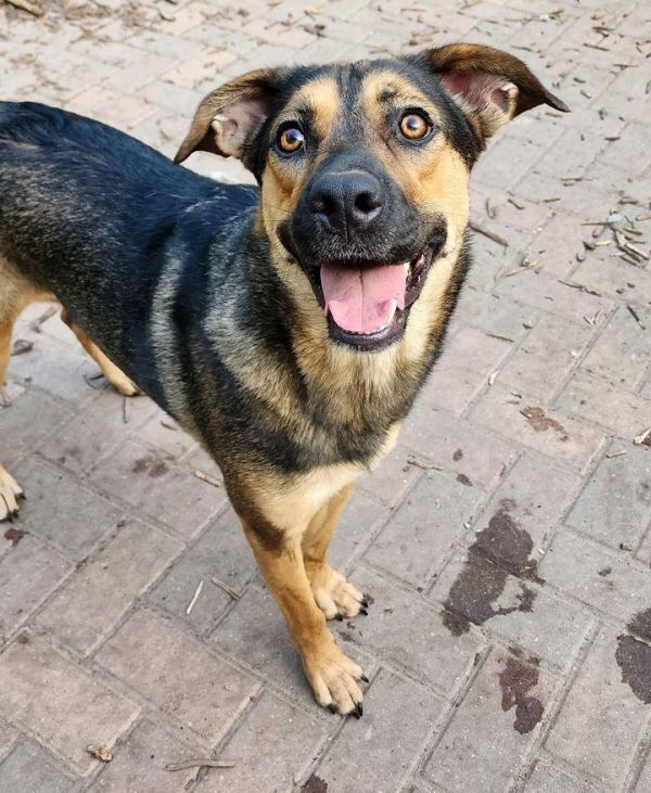 Belle, an adoptable Shepherd in Hastings, MN, 55033 | Photo Image 3