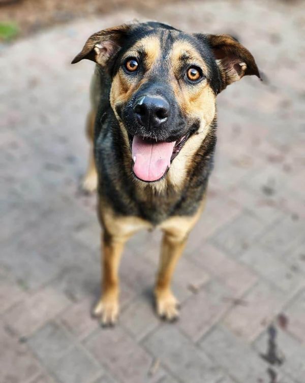 Belle, an adoptable Shepherd in Hastings, MN, 55033 | Photo Image 4