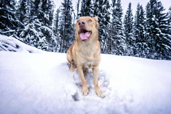 Cody, an adoptable Shepherd in Hastings, MN, 55033 | Photo Image 4