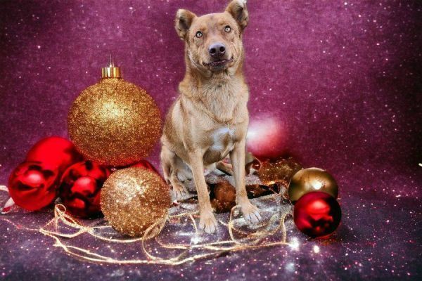 Cody, an adoptable Shepherd in Hastings, MN, 55033 | Photo Image 5