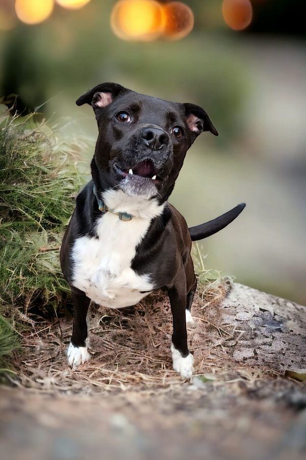 Chip, an adoptable Boxer in Hastings, MN, 55033 | Photo Image 1