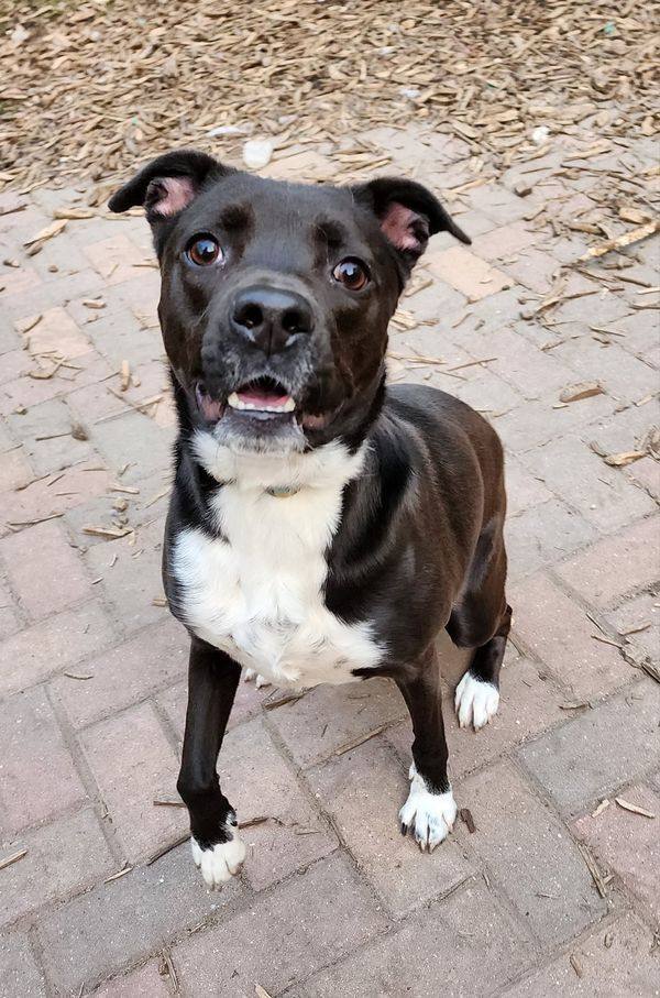 Chip, an adoptable Boxer in Hastings, MN, 55033 | Photo Image 2