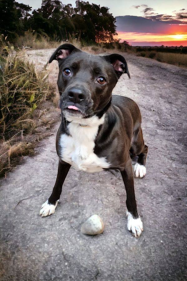 Chip, an adoptable Boxer in Hastings, MN, 55033 | Photo Image 4