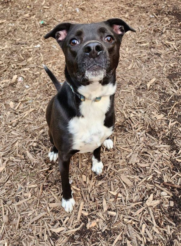 Chip, an adoptable Boxer in Hastings, MN, 55033 | Photo Image 5