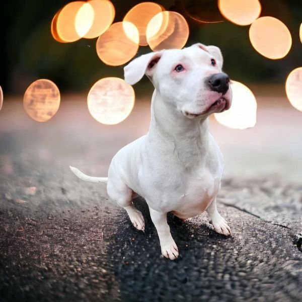 Amara, an adoptable Dogo Argentino in Hastings, MN, 55033 | Photo Image 1