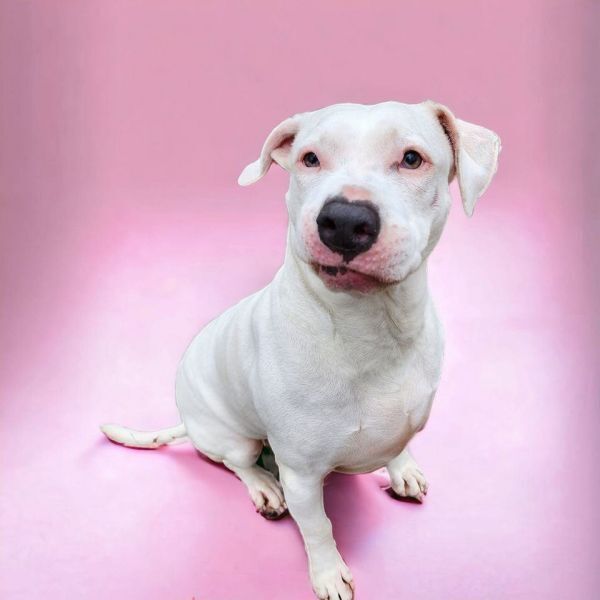 Amara, an adoptable Dogo Argentino in Hastings, MN, 55033 | Photo Image 2