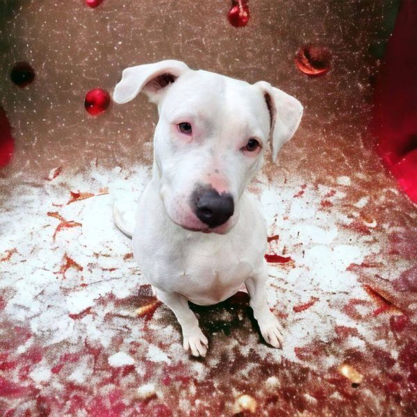 Amara, an adoptable Dogo Argentino in Hastings, MN, 55033 | Photo Image 4