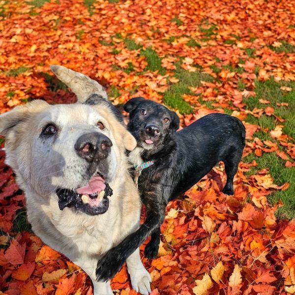 Blues, an adoptable Shepherd, Mastiff in Hastings, MN, 55033 | Photo Image 2