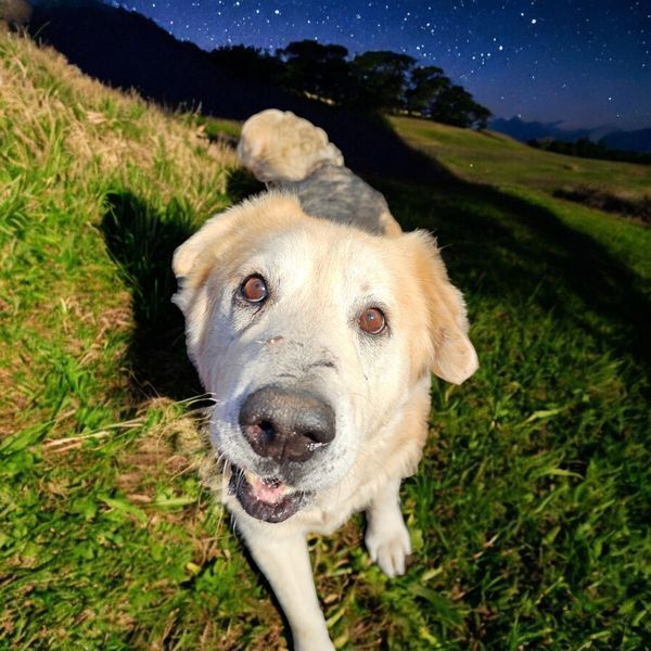 Blues, an adoptable Shepherd, Mastiff in Hastings, MN, 55033 | Photo Image 3