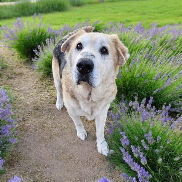 Blues, an adoptable Shepherd, Mastiff in Hastings, MN, 55033 | Photo Image 4