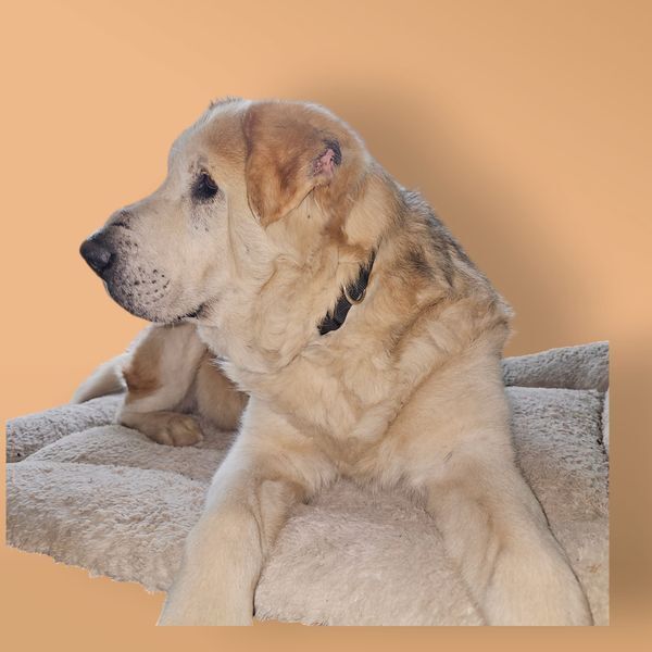 Blues, an adoptable Shepherd, Mastiff in Hastings, MN, 55033 | Photo Image 5