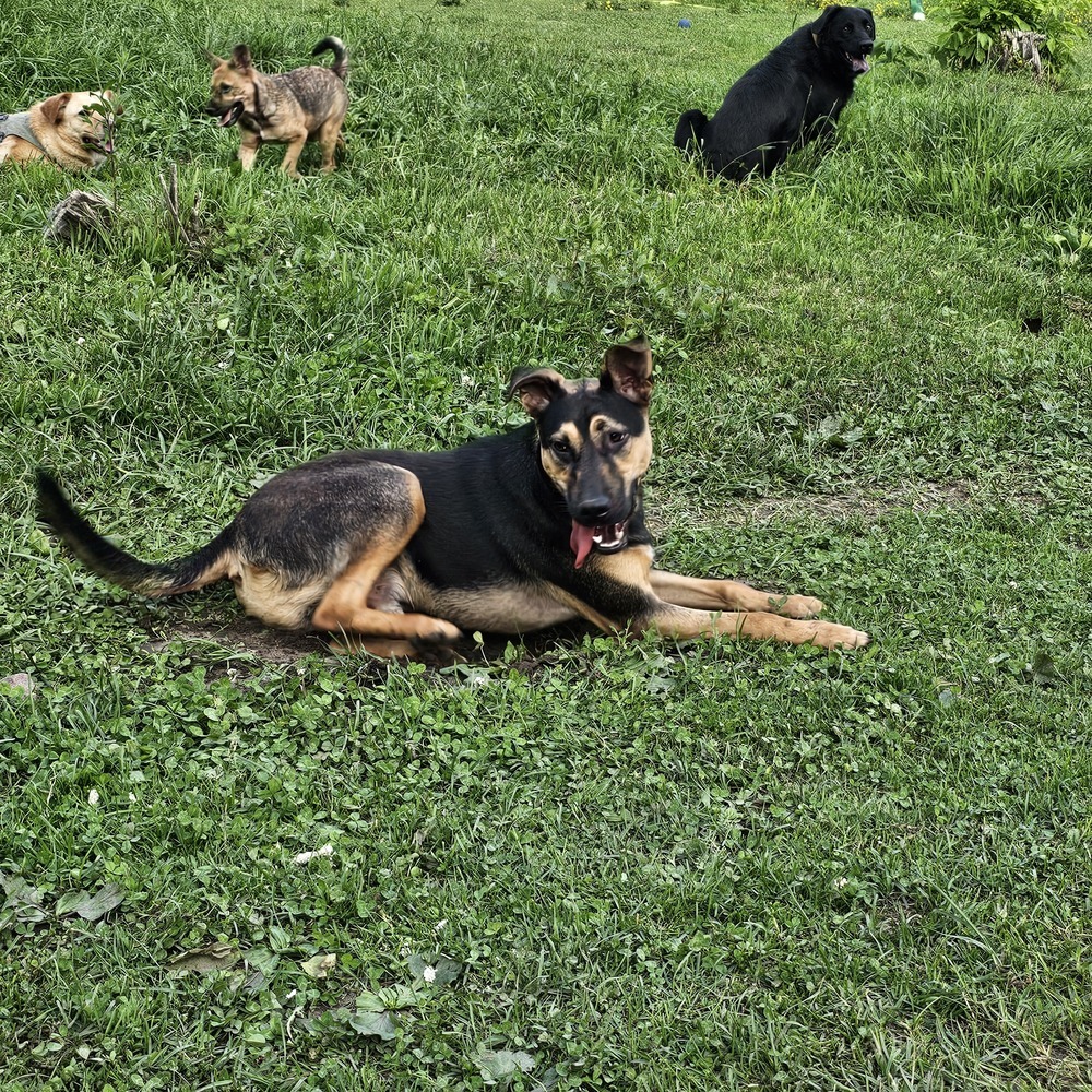 Chaser, an adoptable Shepherd in Hastings, MN, 55033 | Photo Image 1
