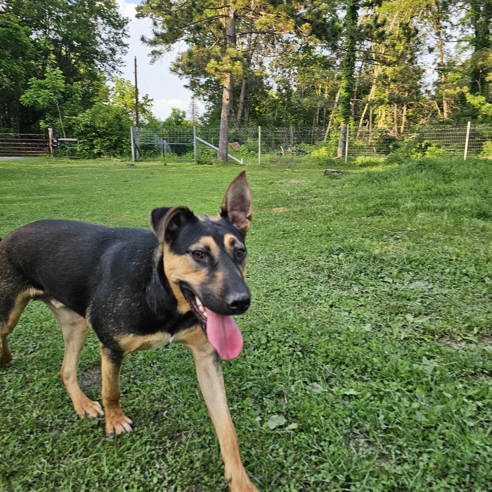 Chaser, an adoptable Shepherd in Hastings, MN, 55033 | Photo Image 2