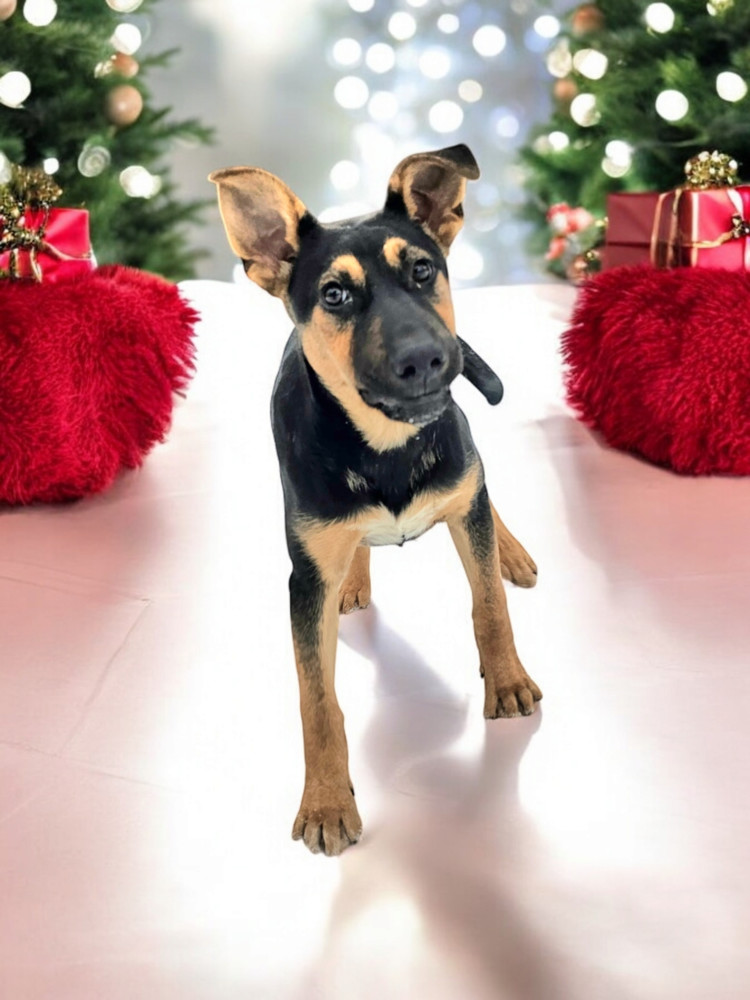 Chaser, an adoptable Shepherd in Hastings, MN, 55033 | Photo Image 3