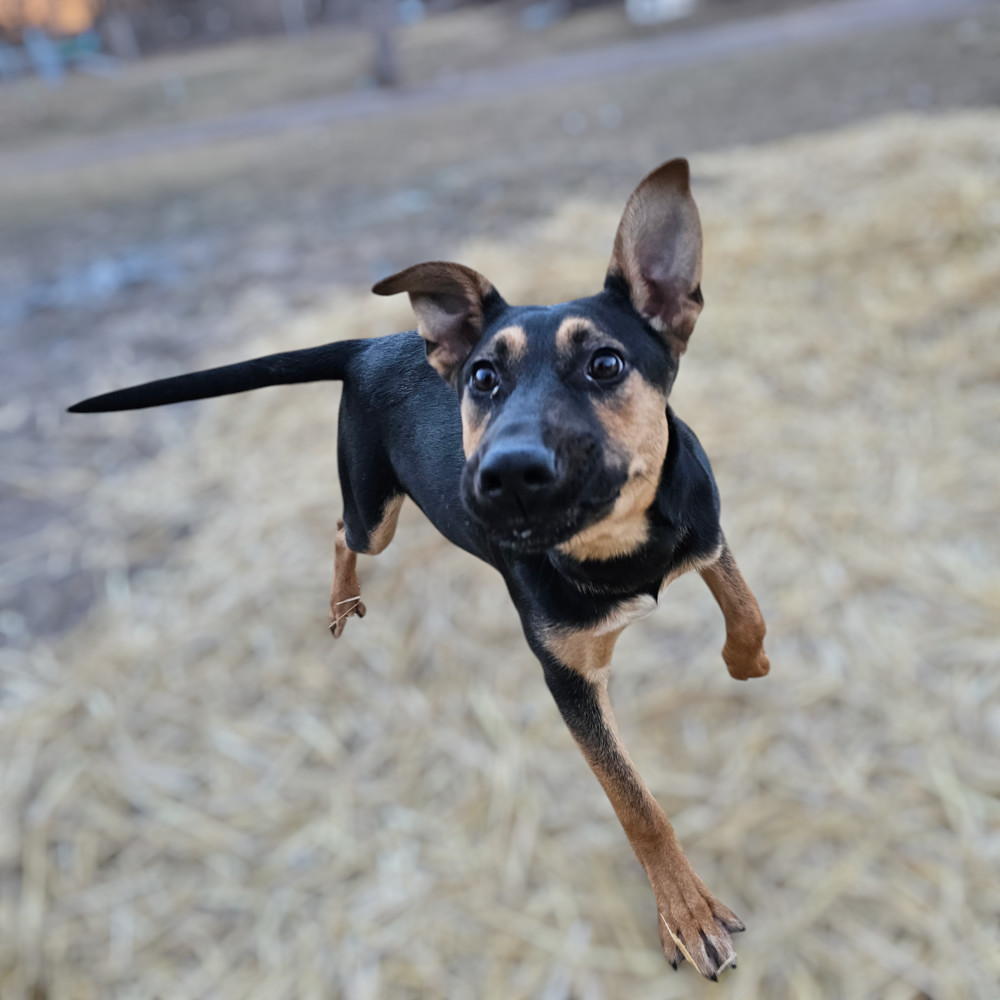 Chaser, an adoptable Shepherd in Hastings, MN, 55033 | Photo Image 4