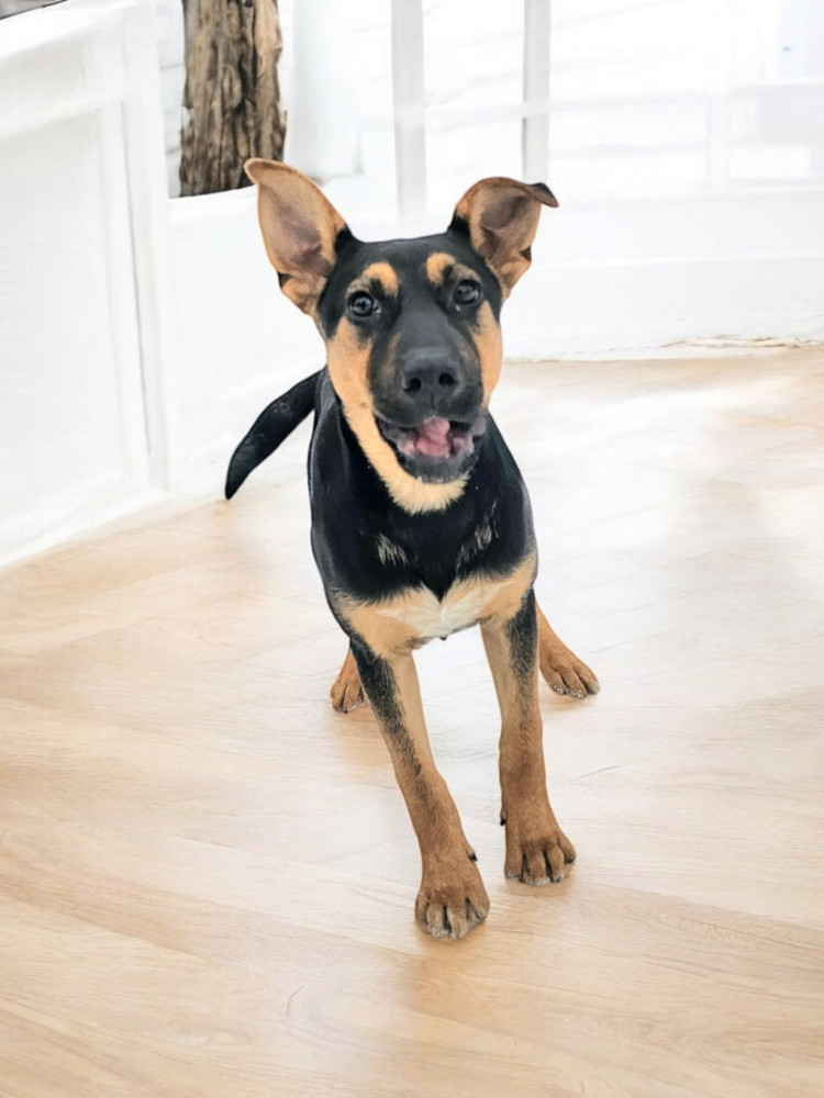 Chaser, an adoptable Shepherd in Hastings, MN, 55033 | Photo Image 5