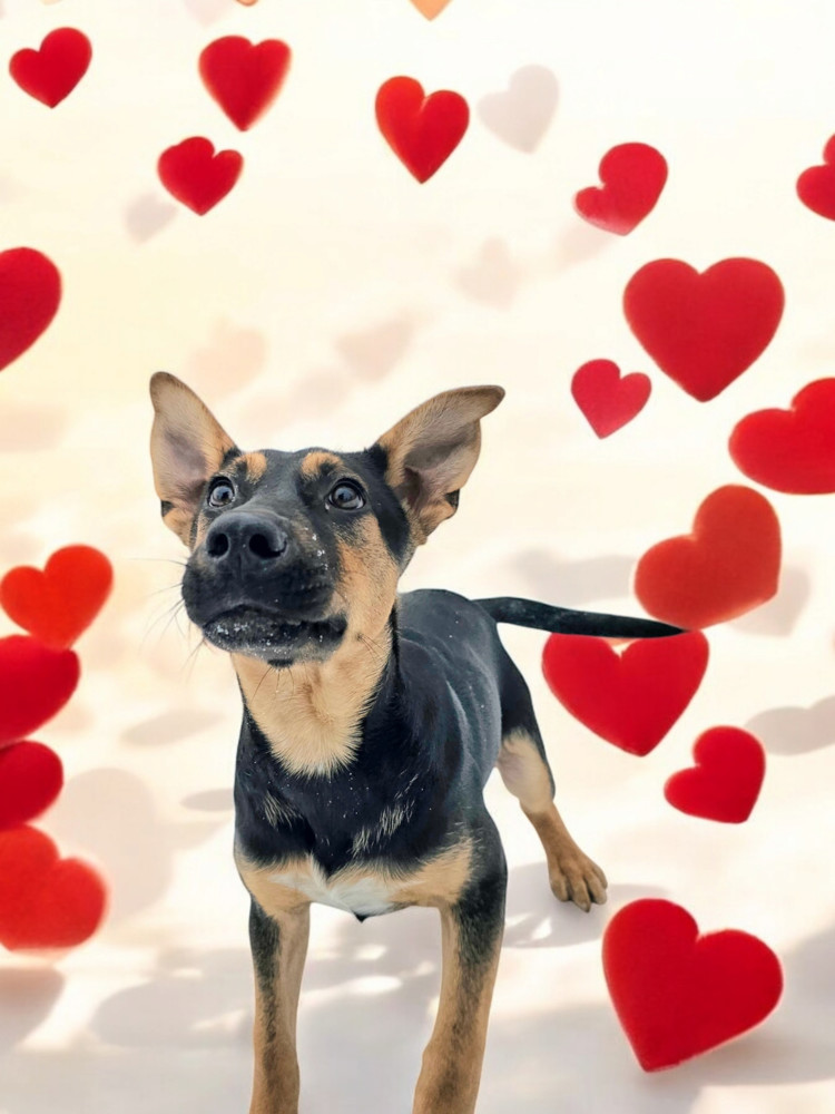 Chaser, an adoptable Shepherd in Hastings, MN, 55033 | Photo Image 5