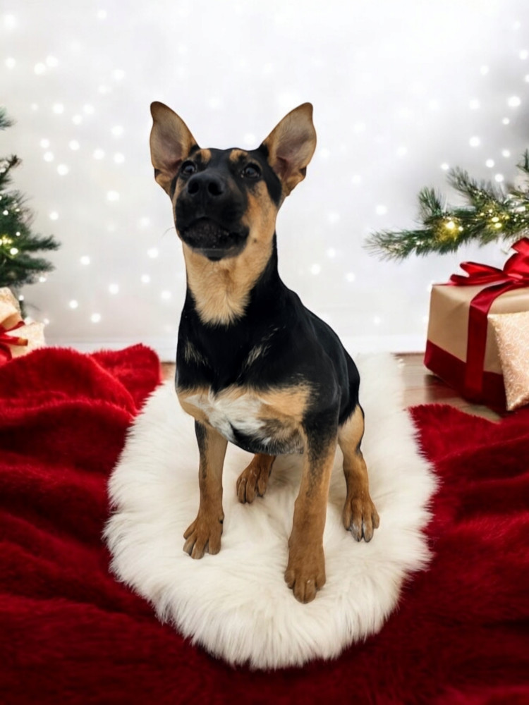 Chaser, an adoptable Shepherd in Hastings, MN, 55033 | Photo Image 6