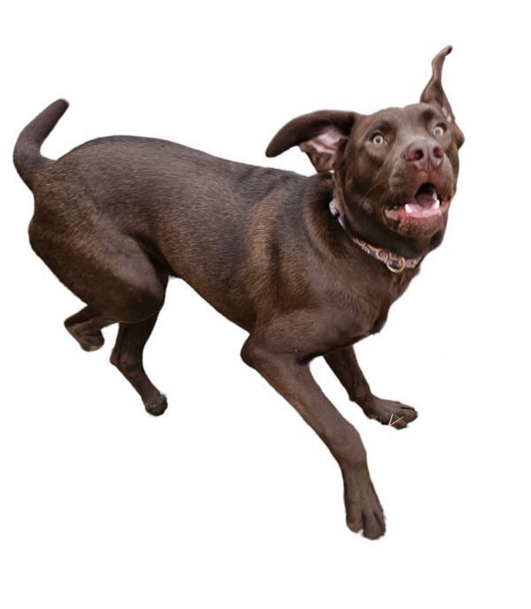 Harvey, an adoptable Labrador Retriever in Hastings, MN, 55033 | Photo Image 1