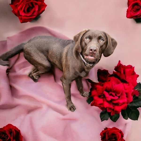 Harvey, an adoptable Labrador Retriever in Hastings, MN, 55033 | Photo Image 2