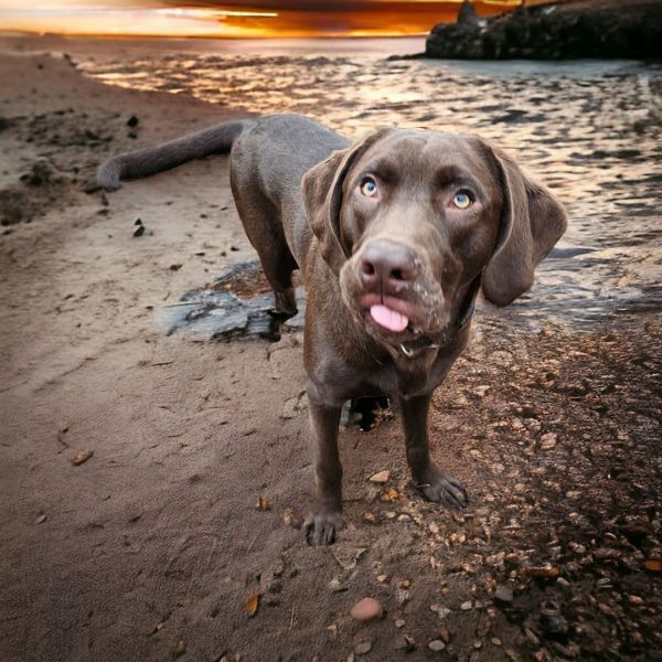 Harvey, an adoptable Labrador Retriever in Hastings, MN, 55033 | Photo Image 3