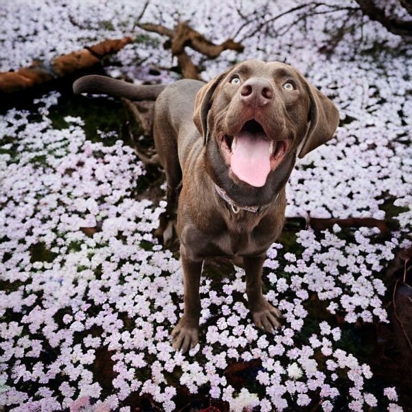 Harvey, an adoptable Labrador Retriever in Hastings, MN, 55033 | Photo Image 4