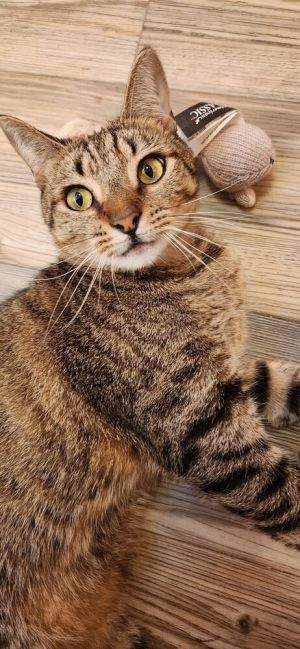 Timber, Adult Male Tabby