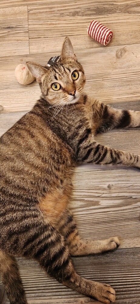 Timber 2