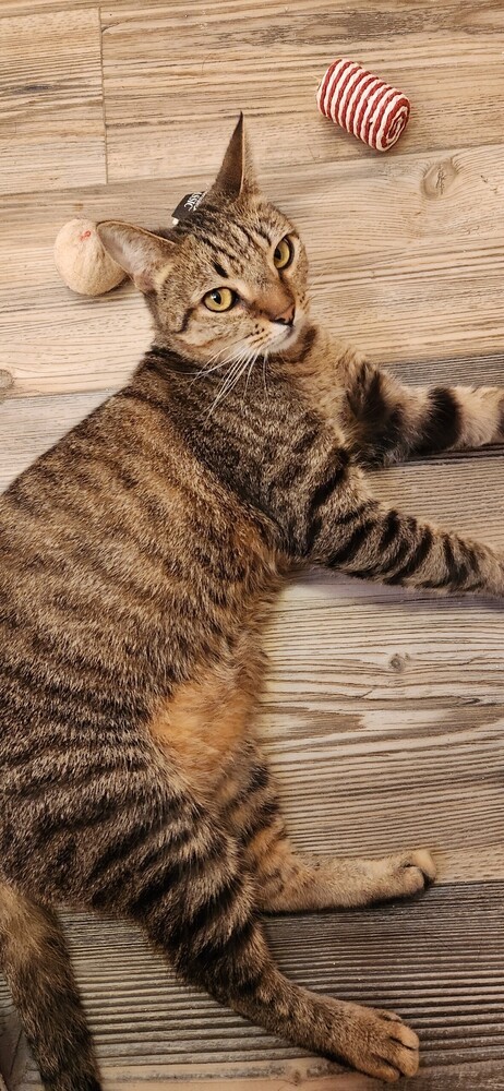Timber 3